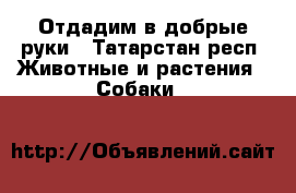 Отдадим в добрые руки - Татарстан респ. Животные и растения » Собаки   